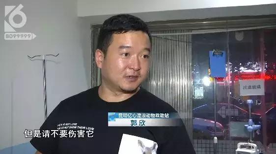 猫咪眼睛被刺了一下,小猫的眼睛被鱼叉刺穿