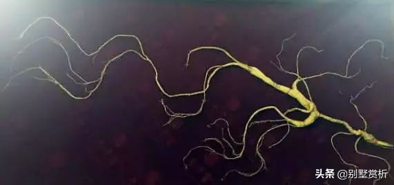 人参几元,人参几块钱