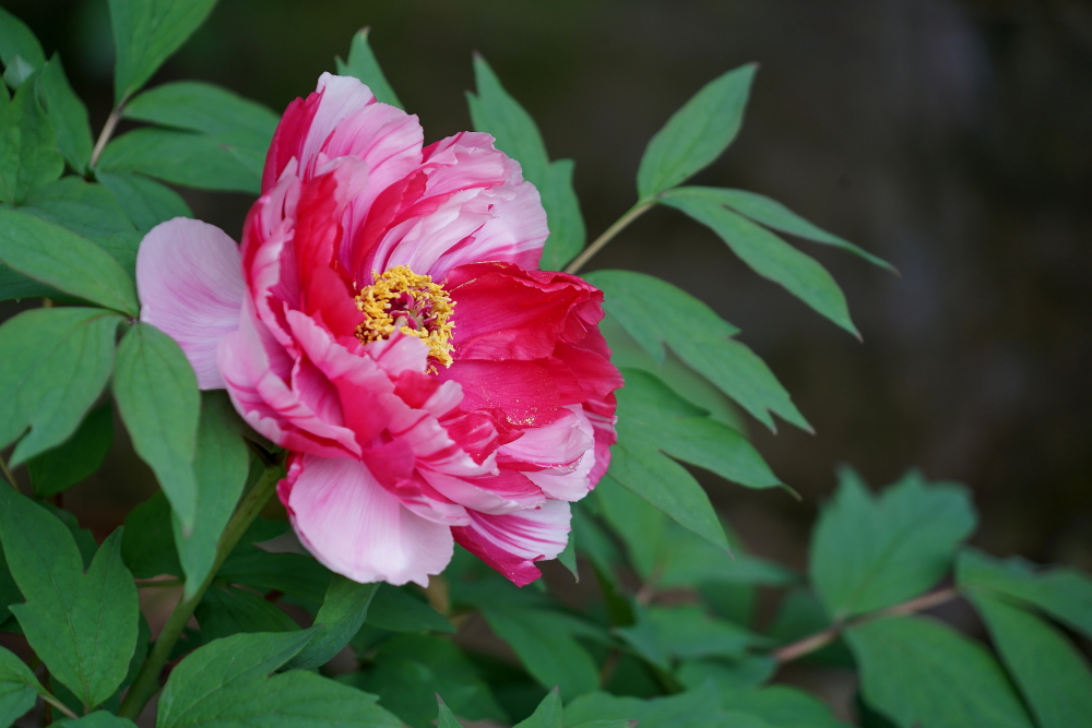 牡丹花；青山吹奏《太湖美》（C调）半音阶口琴演奏