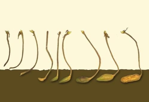 花生控旺用多效唑对花生有影响吗,花生控旺剂用什么药好