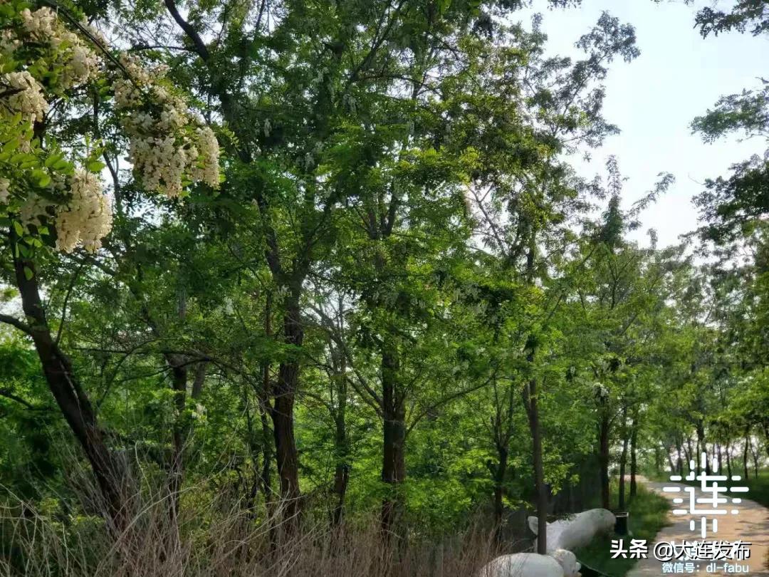 大连最美赏槐露营地,槐之乡露营地