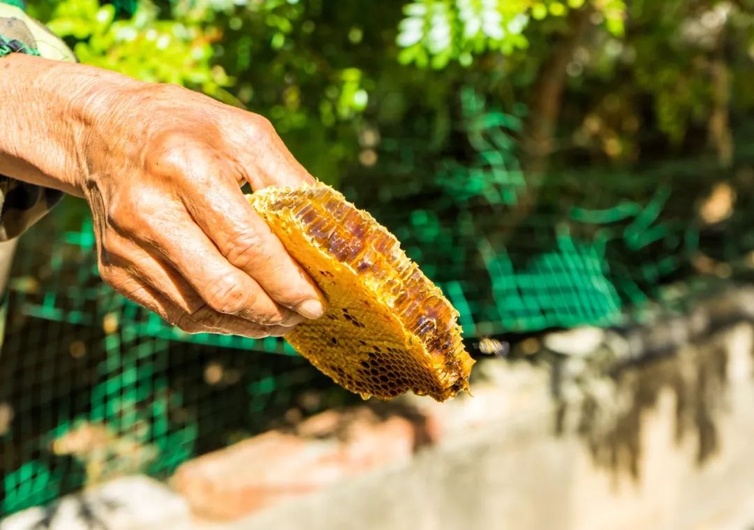 土蜂蜜取蜜全过程,土蜂蜜正确取蜜方法