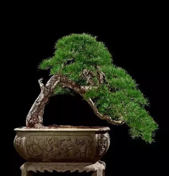 世界上最稀有最名贵的花,世界上最漂亮名贵的花