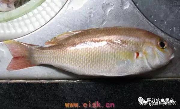 十种最受欢迎的海鱼,钓鱼人最爱的海鱼