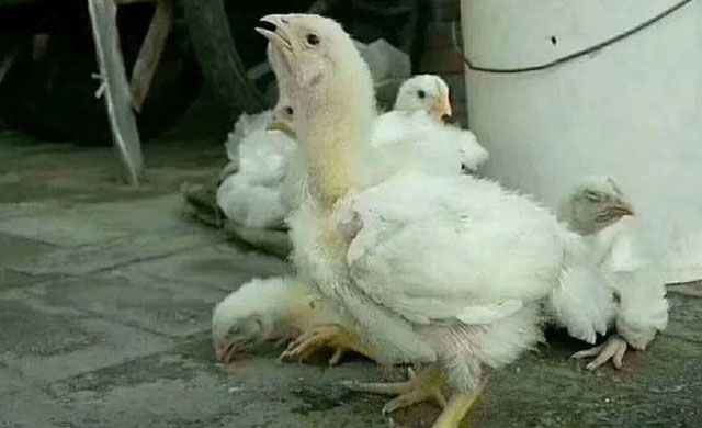 鸡张嘴伸脖怪叫,鸡张嘴伸头是什么问题