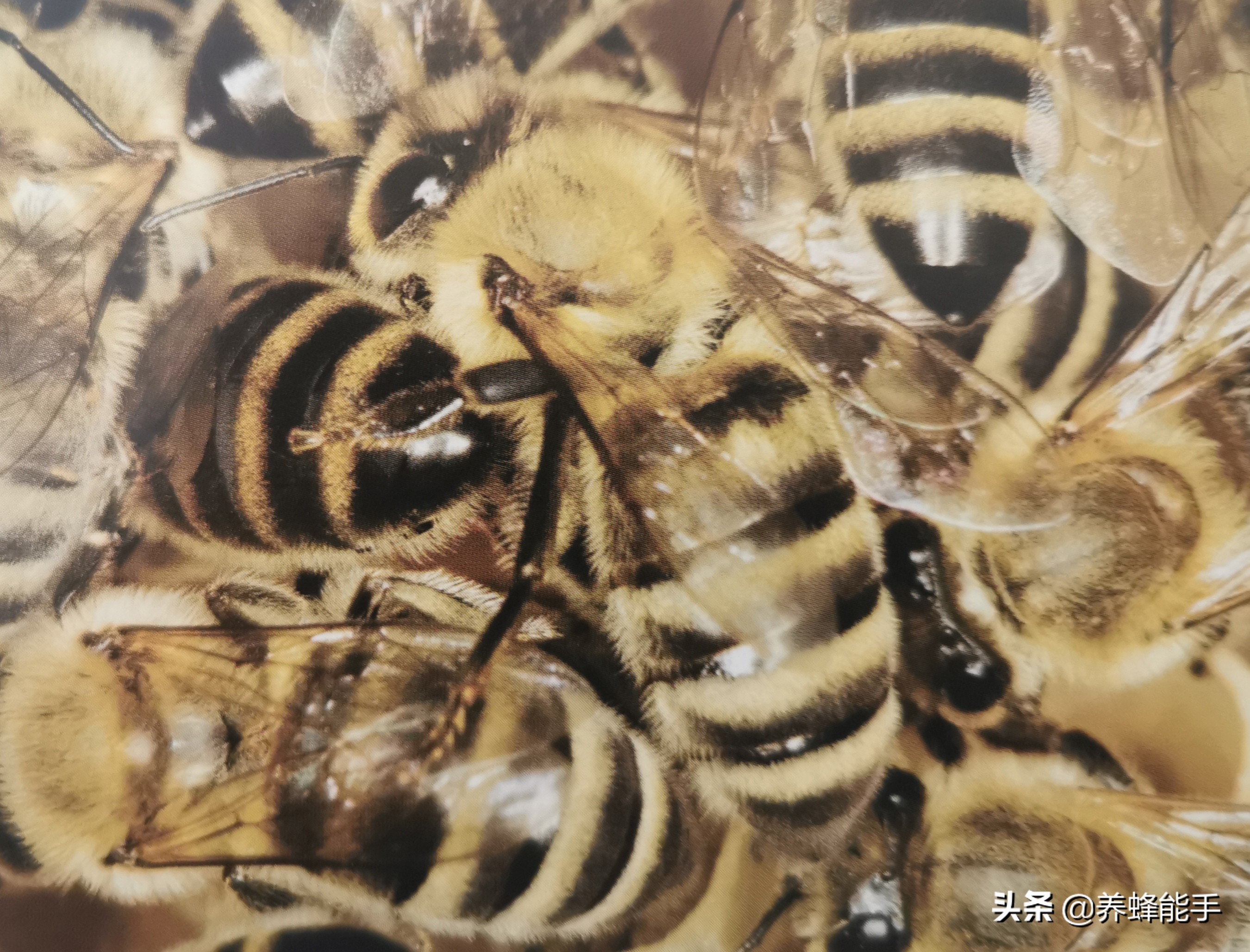 养蜂季节表,养蜂日志表填写