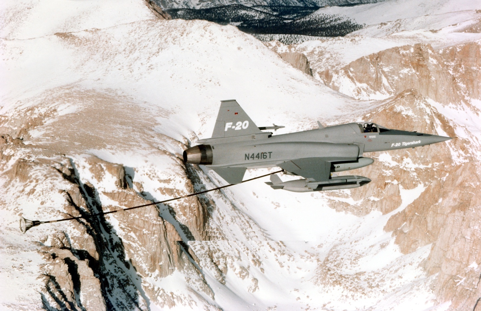 极富悲剧色彩的虎鲸,虎鲨悲剧