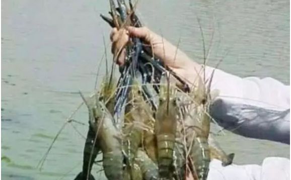 哪种虾易养殖价格又高,6元一斤虾的养殖方法