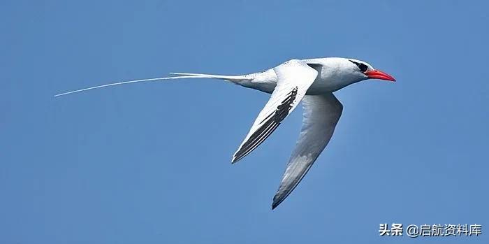 bbc纪录片life鸟类,bbc纪录片生命life7集