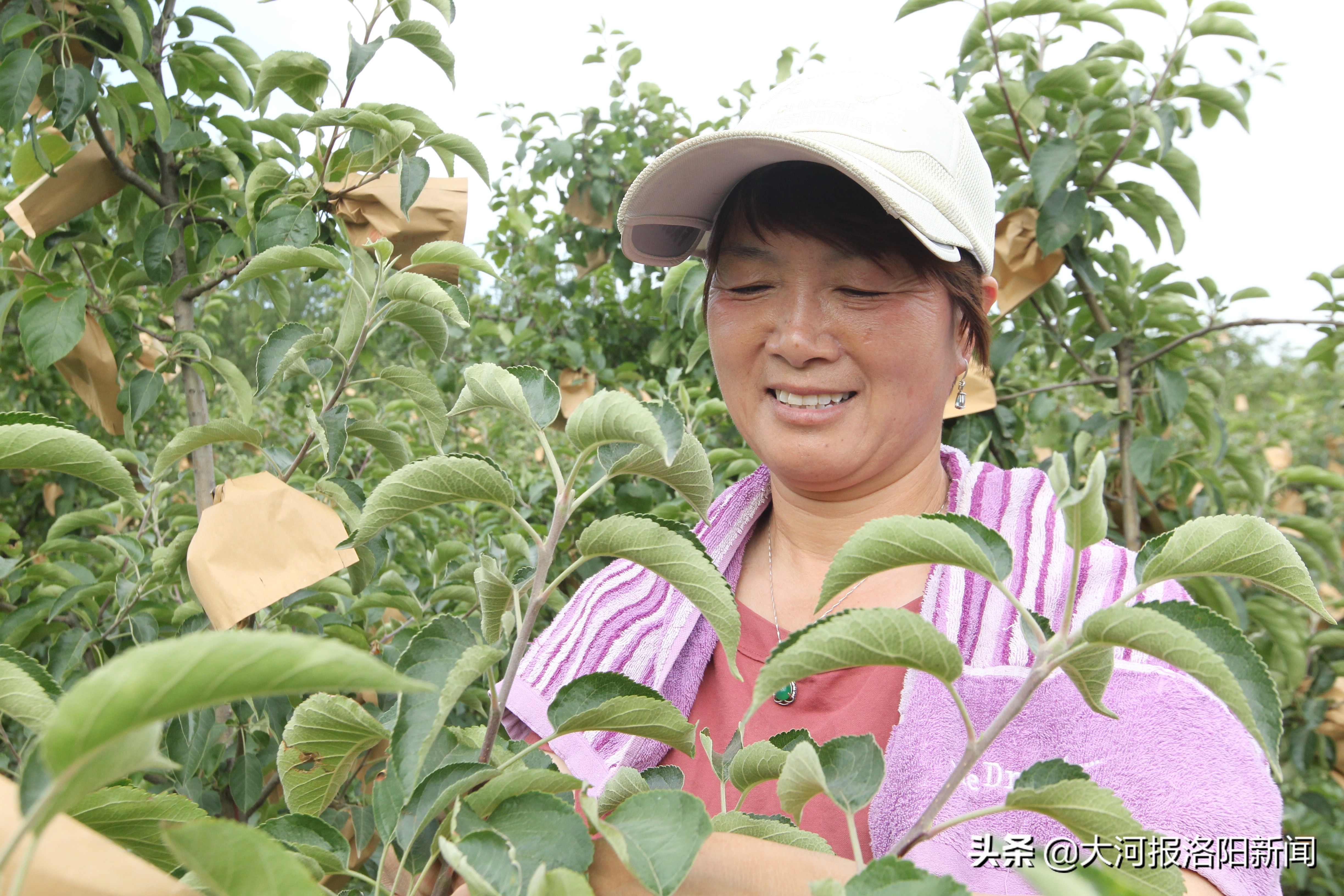 农村创业种果树成功真实案例,承包500亩果园的艰辛历程