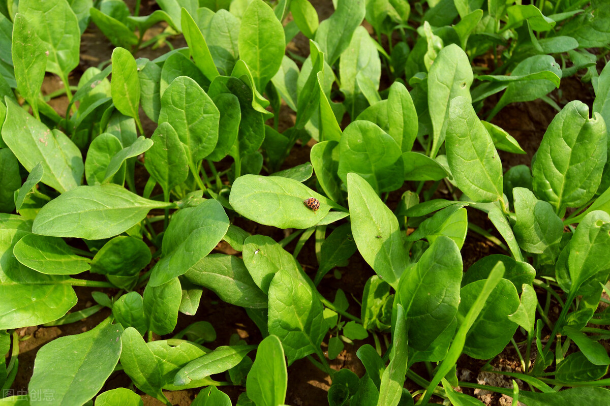有虫眼的蔬菜就一定是安全的嘛,买蔬菜要找好市场