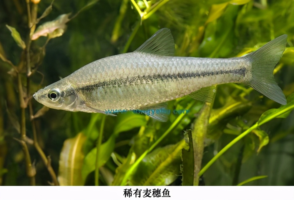 欧洲麦穗鱼泛滥,麦穗鱼入侵哪些国家