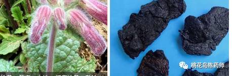 中药饮片独角牛别名,中药饮片大芸的别名