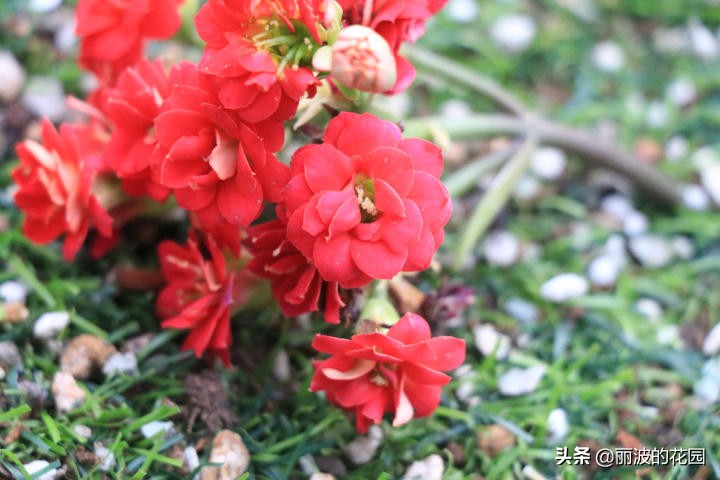 闀垮鑺辩孩鐙愮嫺鍙剁墖,绾㈢嫄鐙搁暱瀵胯姳鑺辨湹