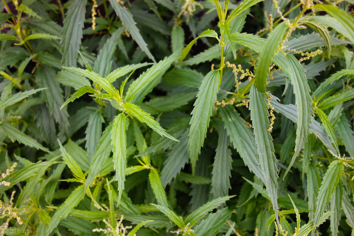 一味草药治百毒,一味中草药止痒