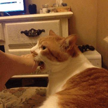 福懋动物医院猫科,福懋宠物诊疗中心