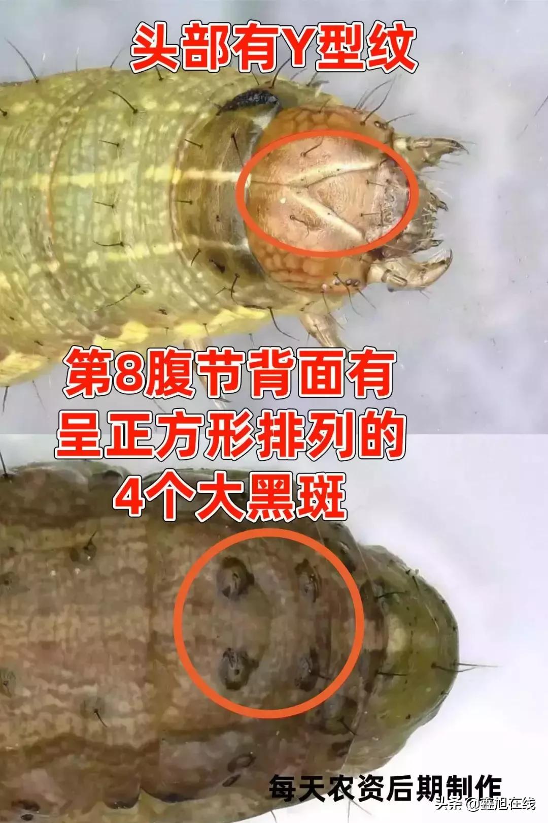 9大肉虫防治，赶紧认清