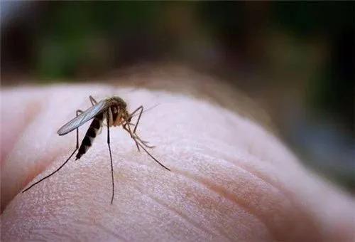 开灯后为什么听不到蚊子嗡嗡声,关灯蚊子嗡嗡叫开灯却找不到