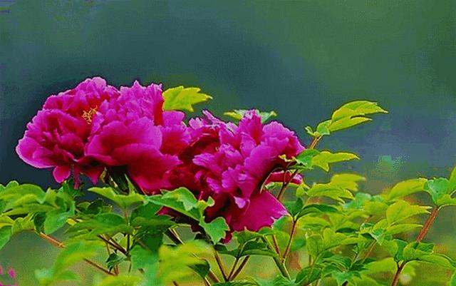 重阳节祝天下所有的父母身体健康,愿天下父母重阳节日幸福快乐