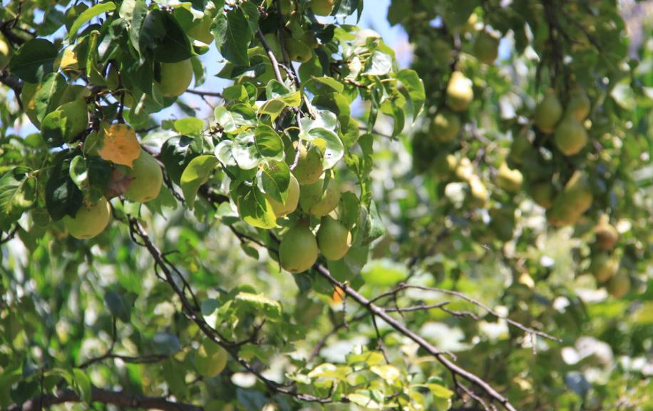 大山深处发现一种野生果实,农村有一种野生果叫灯笼果