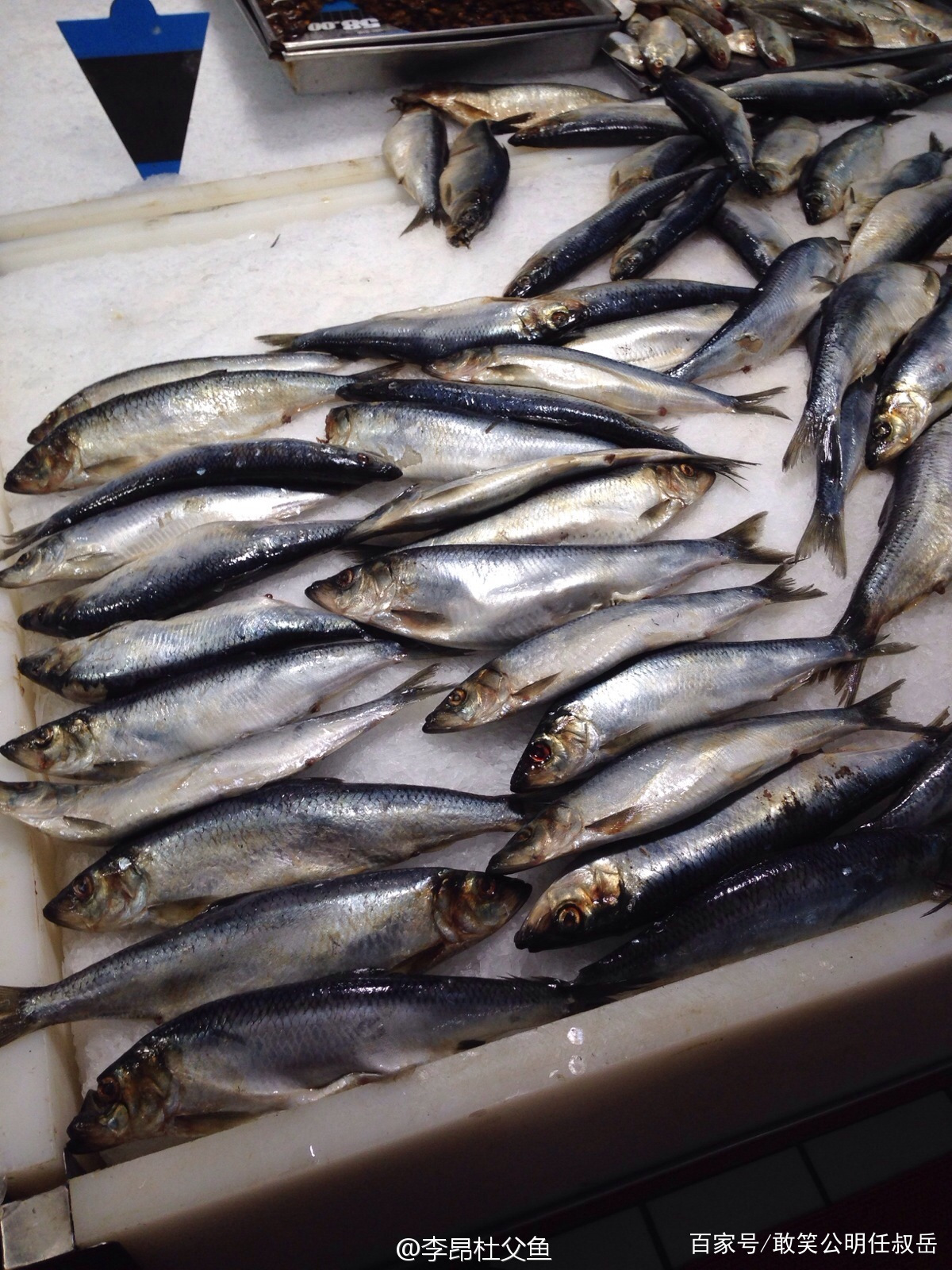 青鱼和海里的青鱼有什么不同,北方说的青鱼是什么鱼