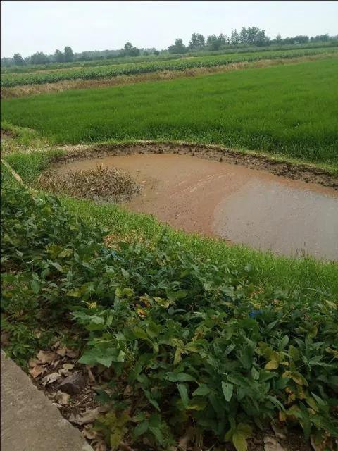 虾稻田怎样放地笼,地笼放河虾要注意什么