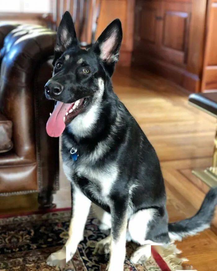 美国是流浪狗的天堂也是地狱，拜登及时救了狗狗，靠它赢得好感？