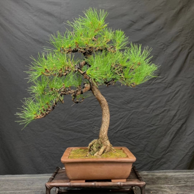 日本三河黑松盆景北方过冬,日本三河黑松小盆景