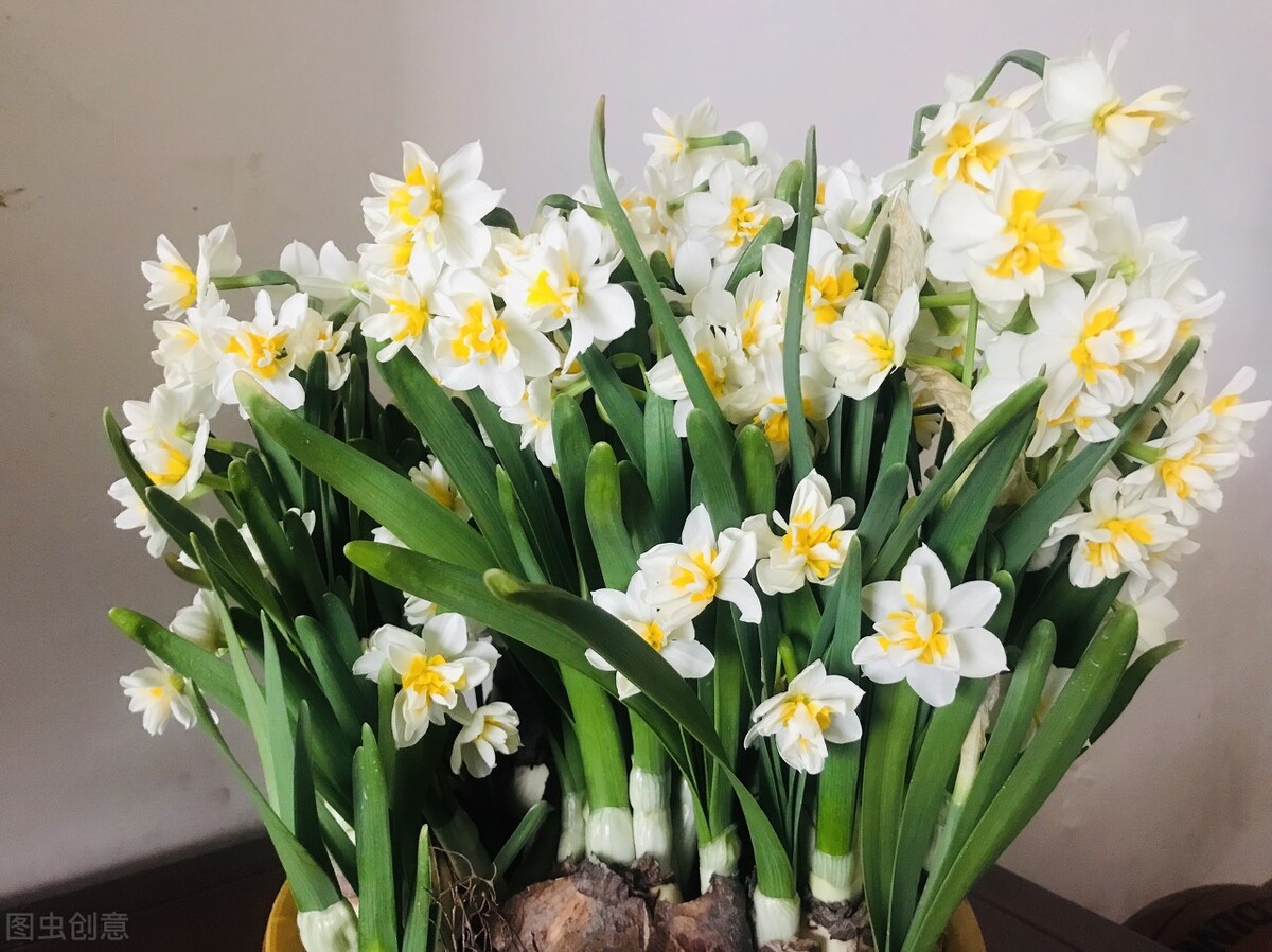 那些令人赞叹的庭院花卉,5种庭院生活方式的花卉