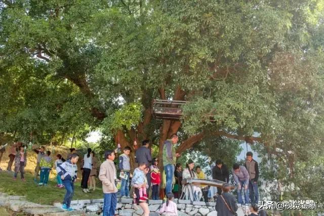 安徽金寨有棵千年“桂花王”，为国内发现最大的桂花树