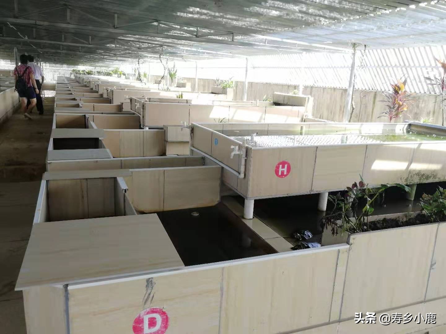 石金钱龟冬眠可以用青苔吗,石金钱龟冬眠正确方法