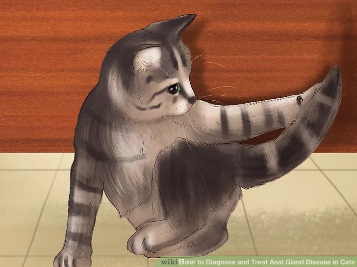 猫咪肛门腺需要治疗吗,猫咪肛门腺发炎症状