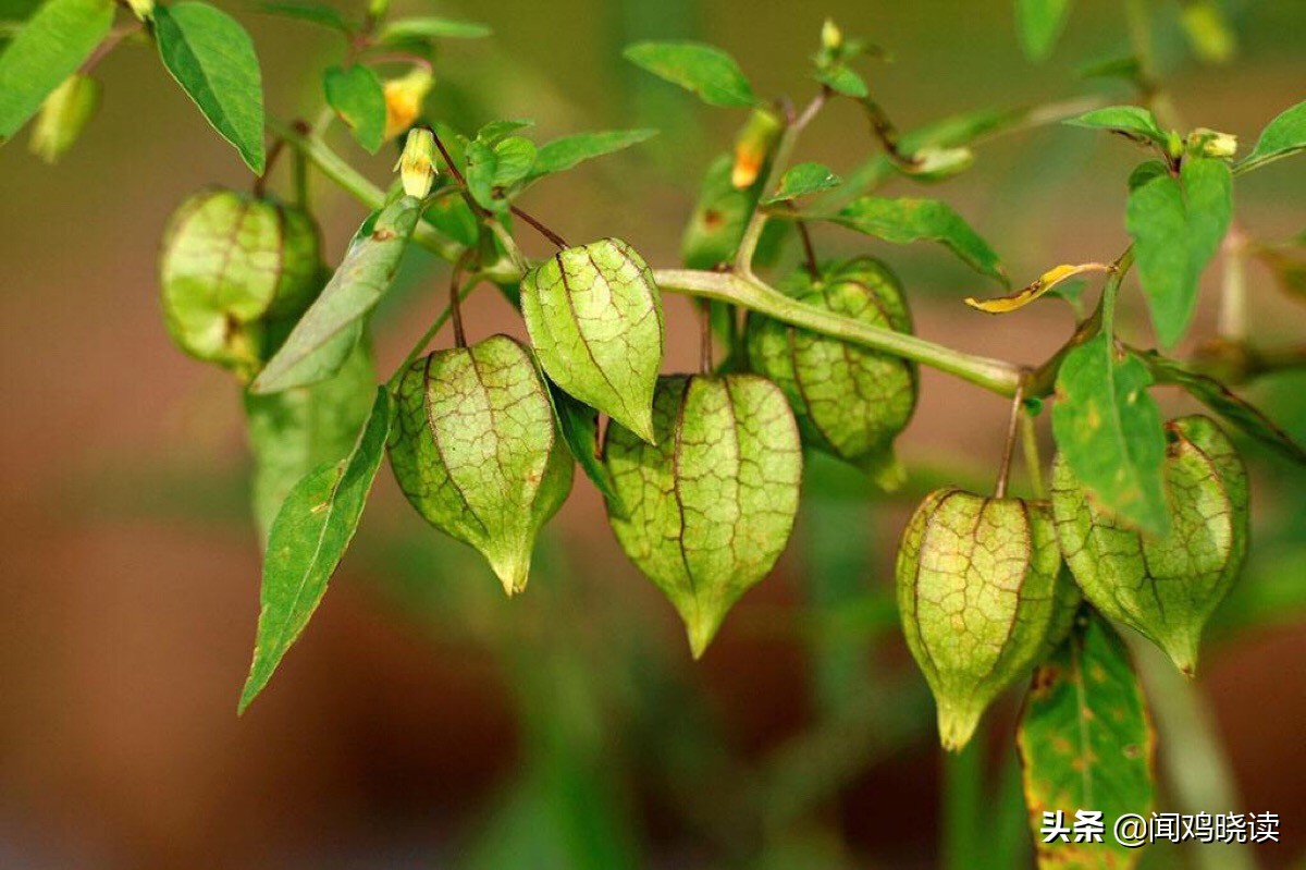 大豆黄了！你肯定还记得这些豆地里的“豆逼”趣事