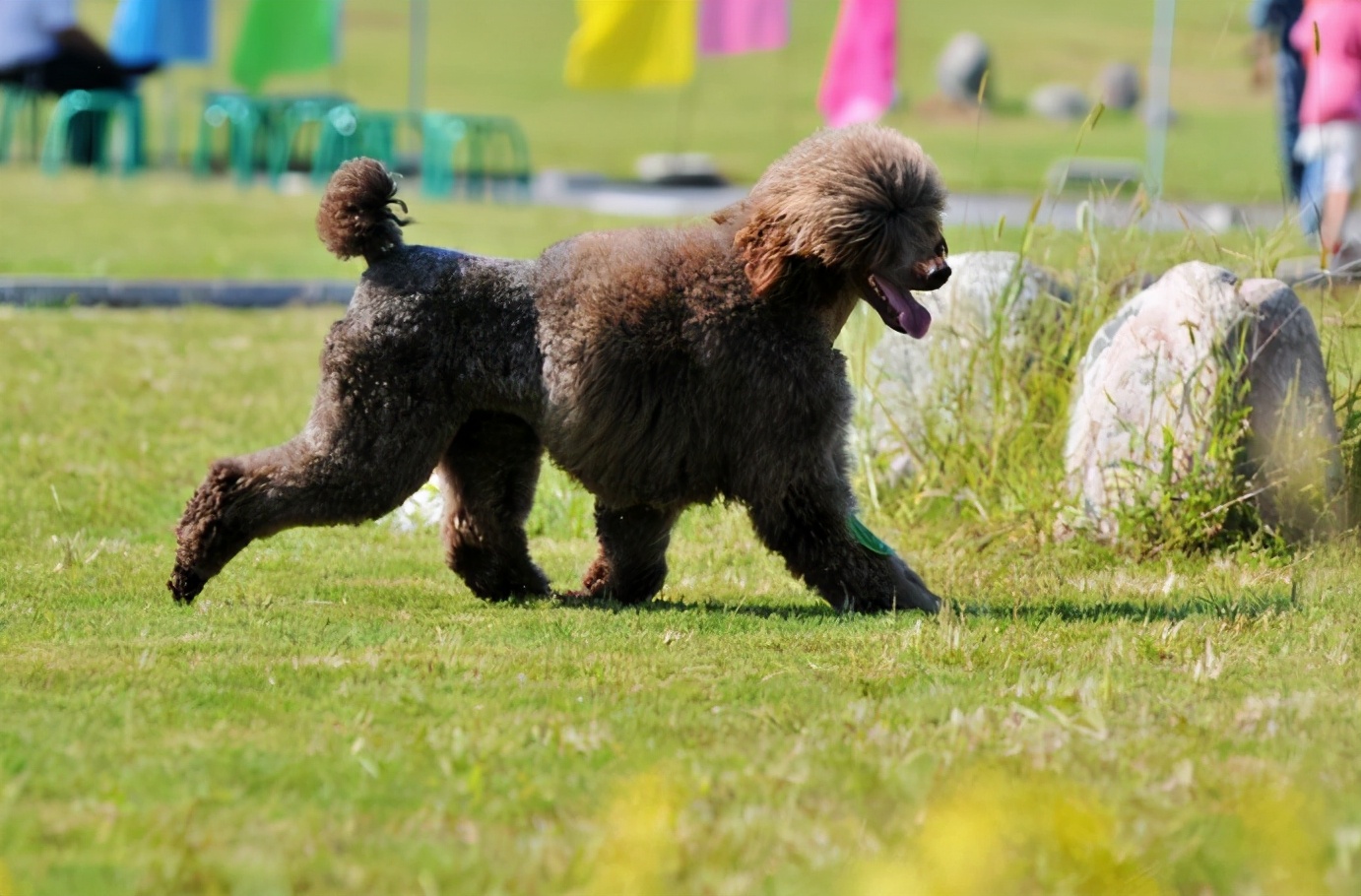 巨型贵宾犬为什么那么少人养,贵宾犬稀少了