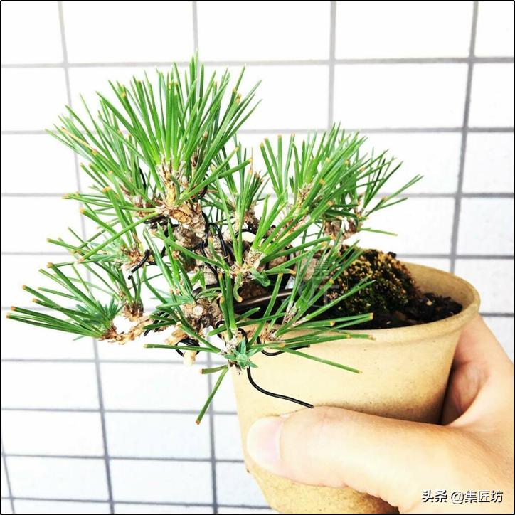 黑松盆景叶子都枯死了还能救活吗 (黑松盆景枯叶病怎么治疗)