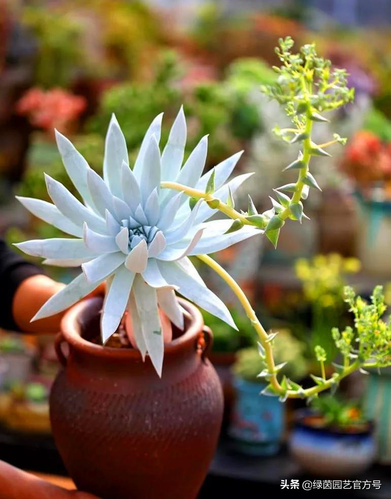 为什么我的肉肉总是徒长,肉肉越来越瘦是怎么回事