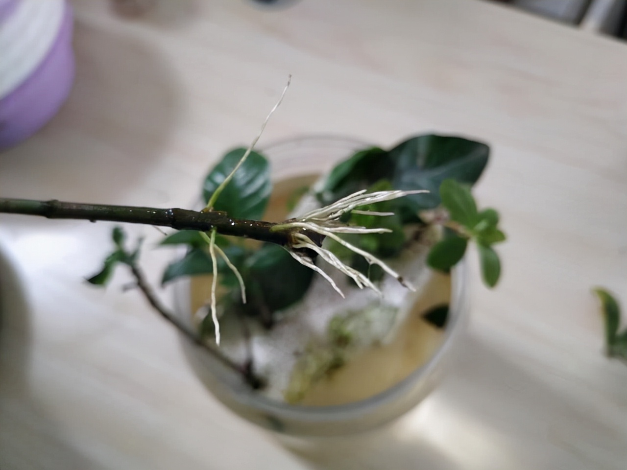 栀子花怎么扦插才能成活率高,栀子花什么时候扦插成活率高