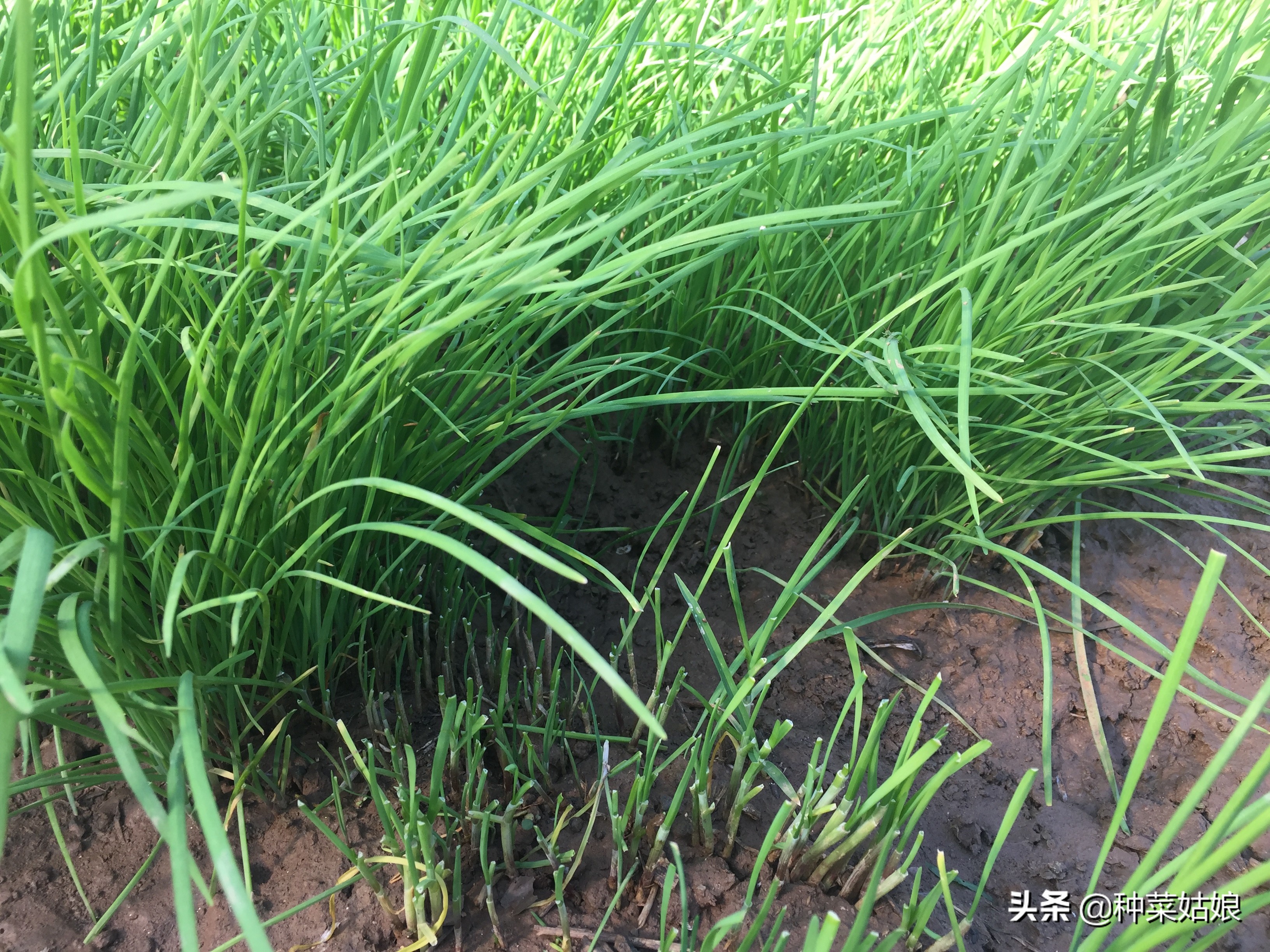 韭菜种是怎么播种,种植韭菜播种后几天出苗