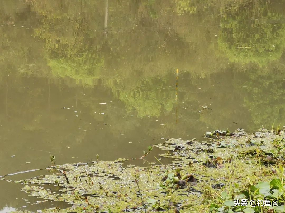 大草鱼要怎么抓,大草鱼如何守钓