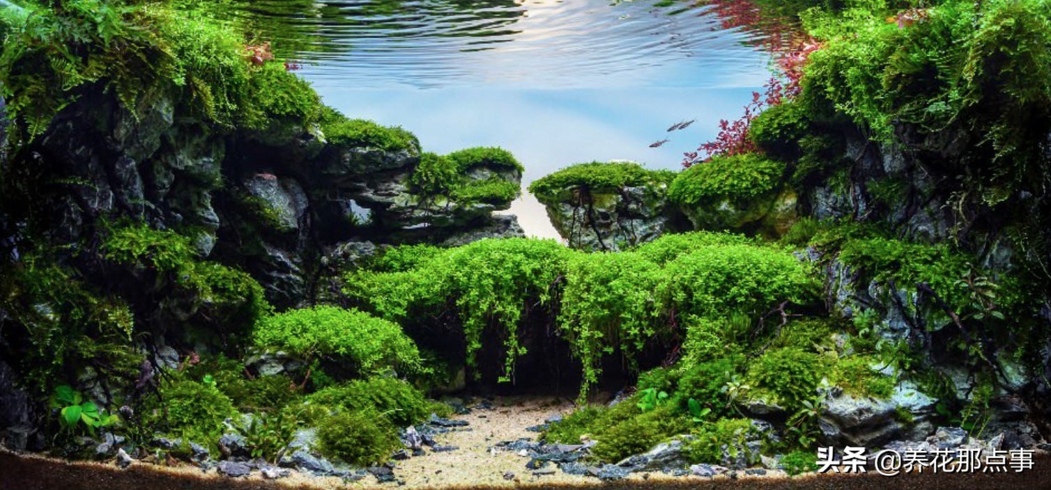 鱼缸里丢田螺,鱼缸里蚬子就剩壳了