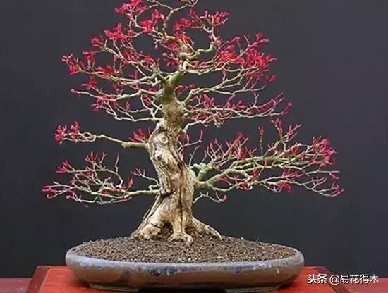 盆栽红豆杉落叶干枯怎么办,盆栽桔子树落叶是怎么回事