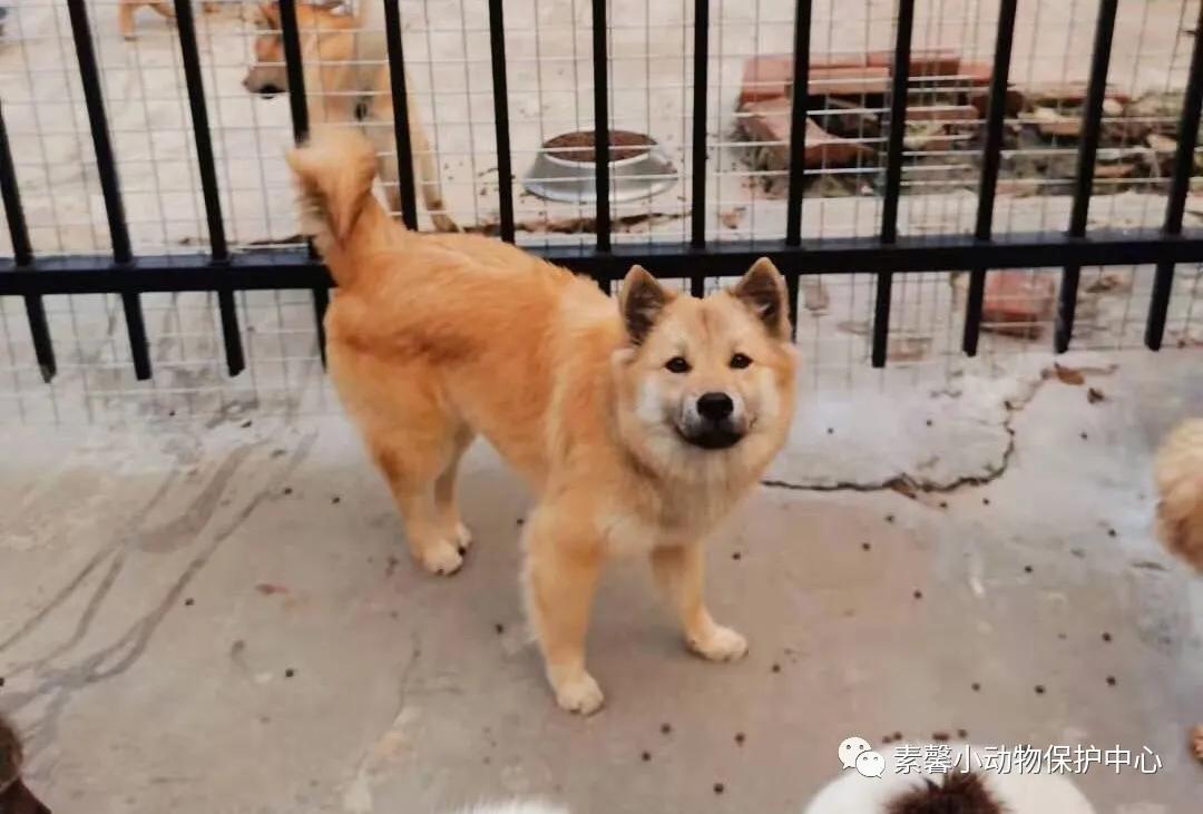 领养代替购买|2021年6月份福州线上宠物领养活动