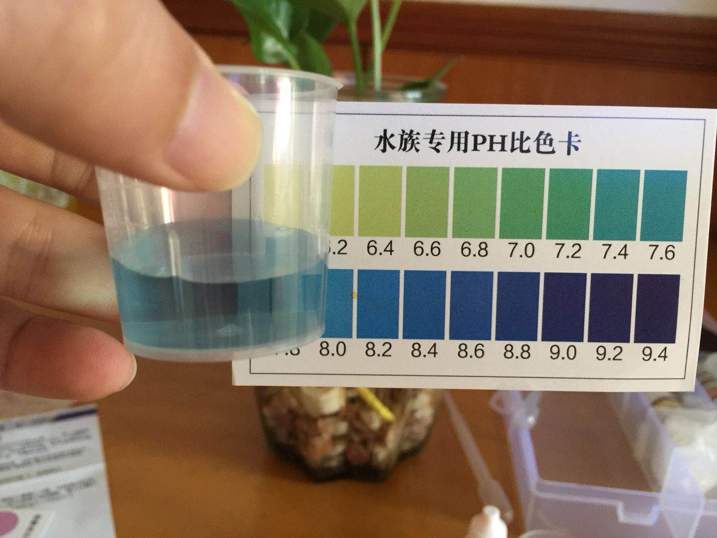 泰国斗鱼和绿萝一起养会死吗,怎么养水培绿萝才好看