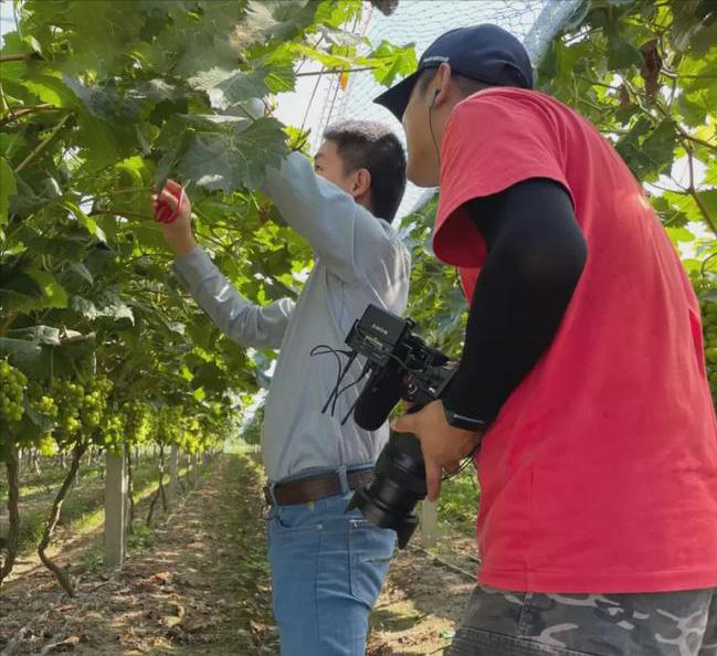 回农村创业种葡萄效益如何,农村小伙回家创业种葡萄