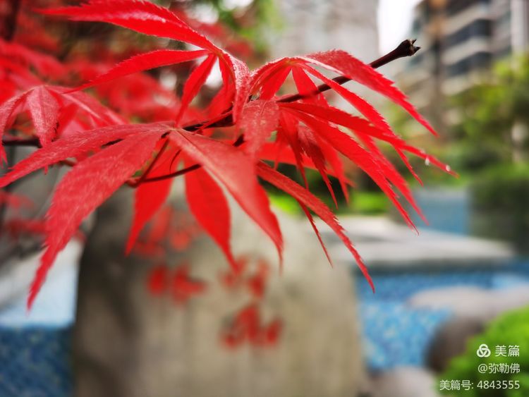 高新枫林华府住房,高新枫林华府小区评测