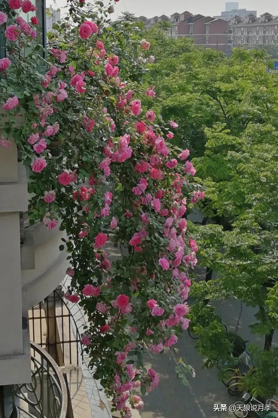 阳台还可以种植什么花种,阳台上也可以种出好看的花