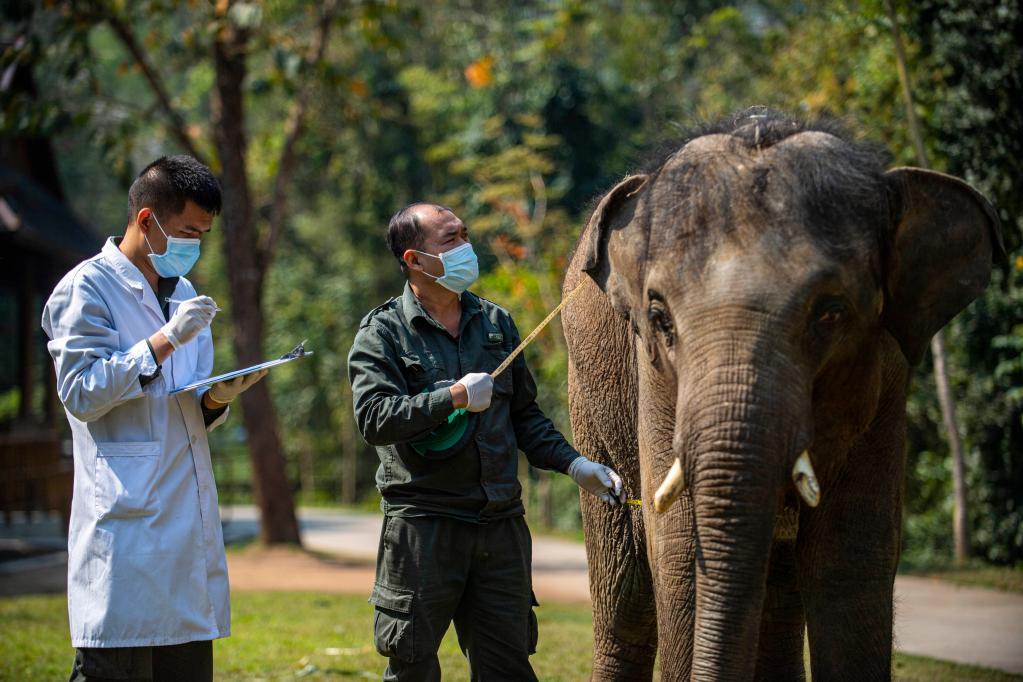 云南象萌翻全世界!外网追直播“吸大象”,夸中国护象措施太可爱