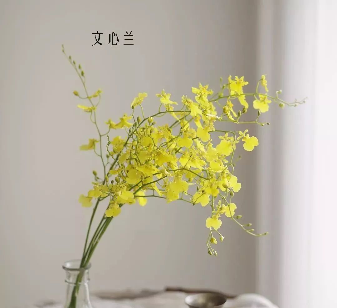 鲜花店常见花材品种大全,花店里同款的两种不同价格的花材