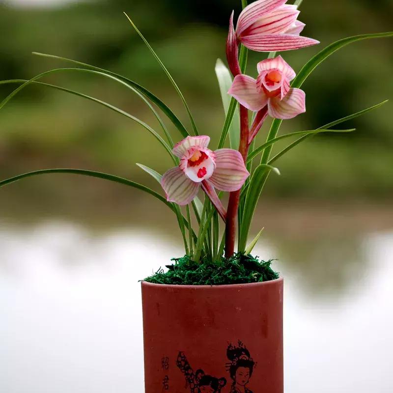 养兰花用什么肥料最好,核桃壳做养兰花肥料的方法