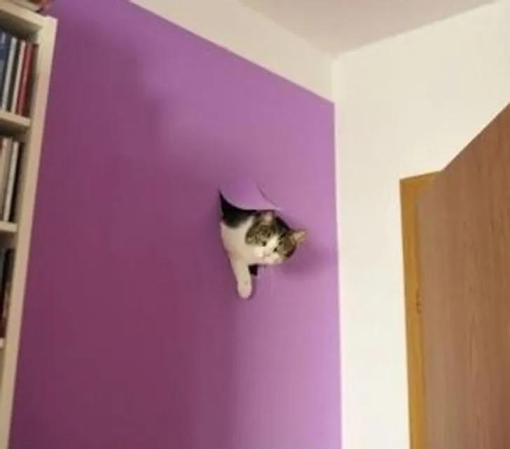 万万没想到猫咪是这样出现的,万万没想到猫